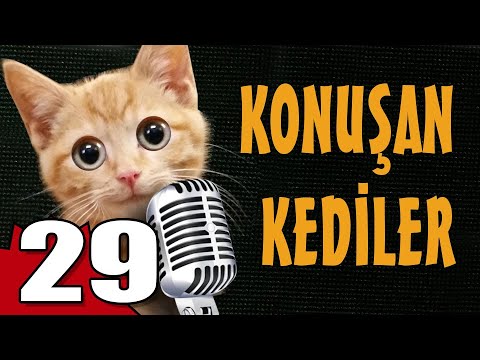 Konuşan Kediler 29 - En Komik Kedi Videoları