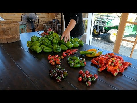 Harvesting a Bunch of Produce! (Onions, Beans, Peppers, Corn & Berries)