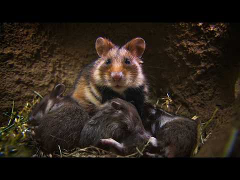 Parenting in the Wild - Nature's Nurseries