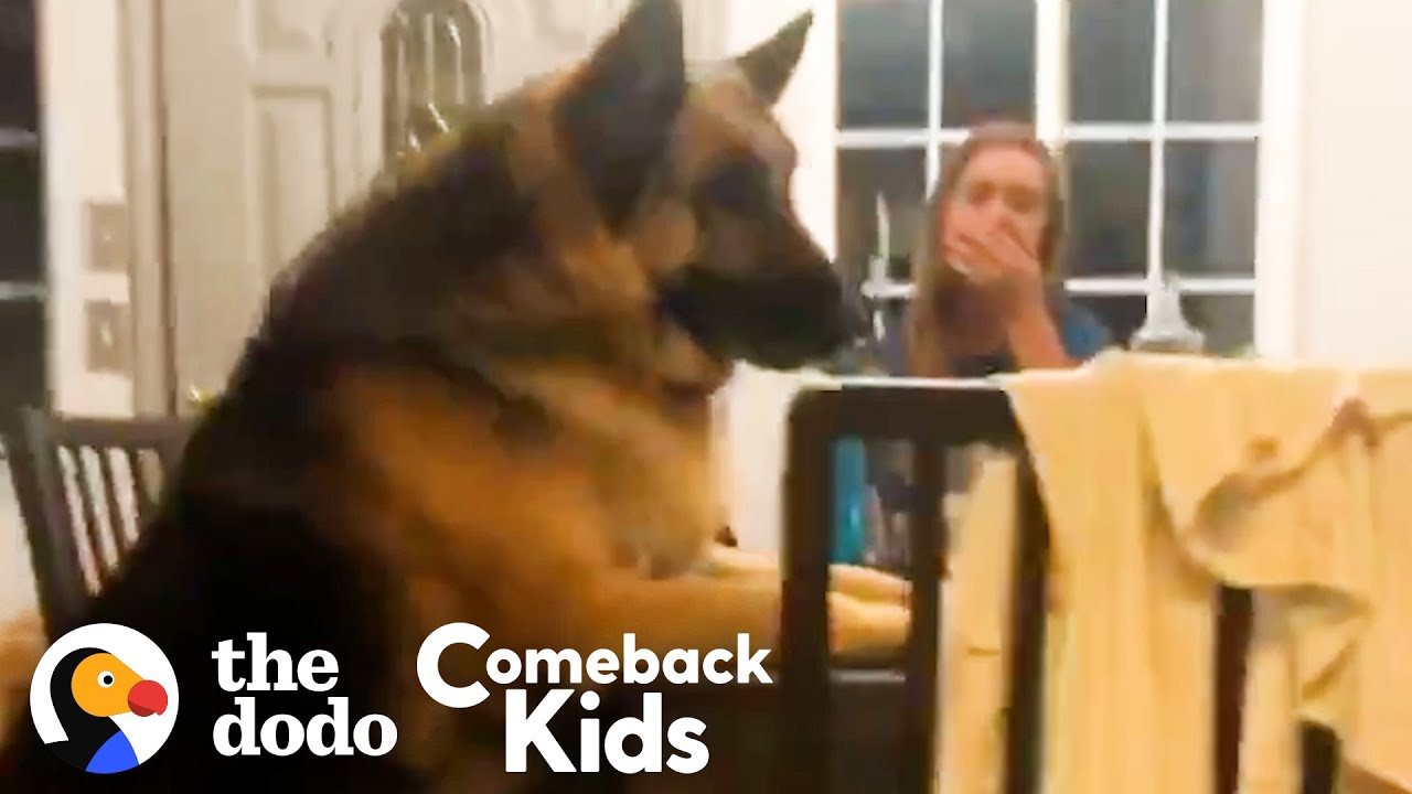 150-Pound German Shepherd Loses 50 Pounds Comeback Kids