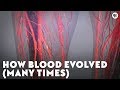 Blood Characteristics and Evolutionary Significance