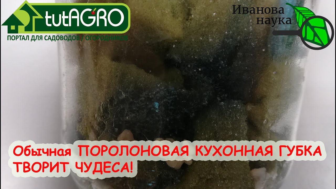Не выбрасывайте поролоновую губку и поролон! Они еще сослужат вам большую службу! Растим боверию!