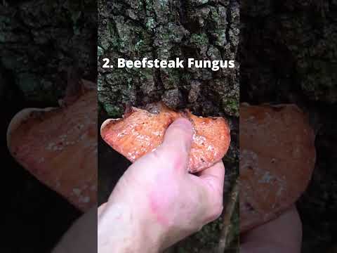 4 Wild Mushrooms that Mimic Meat!