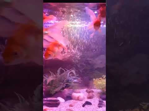 Red goldfish❤️🔥#fish #aquarium #shorts #viralvideo #goldfish #shortfeed #pets #new