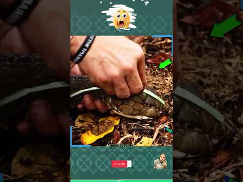 افضل طرق قياس الثعبان بكل حذر شاهد