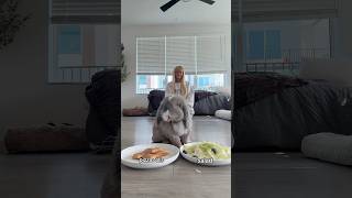 Is it a healthy day or cheat day?? #viral #bunny #bunnies #animals #pets
