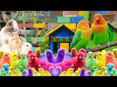 Catch Millions Of Cute Animals, Colorful Chickens, Cute Chickens, Rabbits, Ducks, Birds,Cute Animals