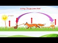 Energy Flow and Food Chains