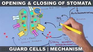 Opening of Stomatal Pore | Step-by-Step Mechanism
