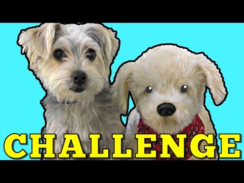 DOG Challenge - Zumi vs Georgie The Interactive Toy Dog (12 Commands) DCTC Pet Videos