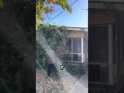Esta planta arruina tu casa sin que lo notes