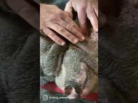 LOUIE THE RESCUE PIG 🐷 *INSTANT RELIEF* AFTER TMJ ADJUSTMENT 😍 [ In Loving Memory ]