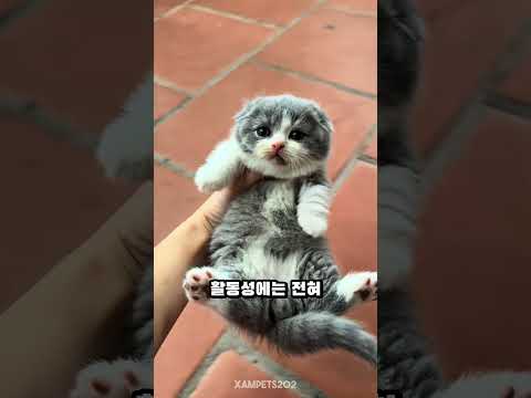 짧은 다리 고양이, 먼치킨 😍