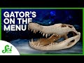 Alligator Carcasses in Deep Sea Ecosystems