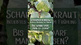 Das muss man jetzt beim Sammeln von Scharbockskraut unbedingt beachten! ☝️☺️ #garten #wildkräuter