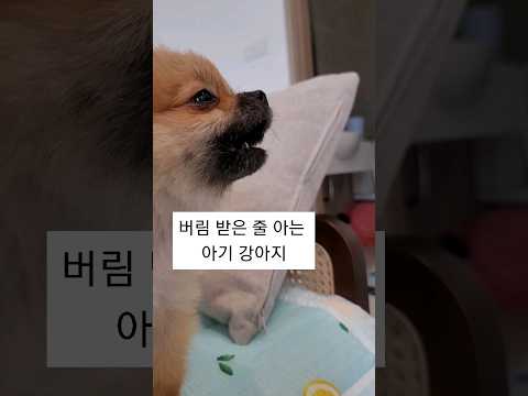버림받은 줄 알고 울던 아기강아지 6개월 후 결국...