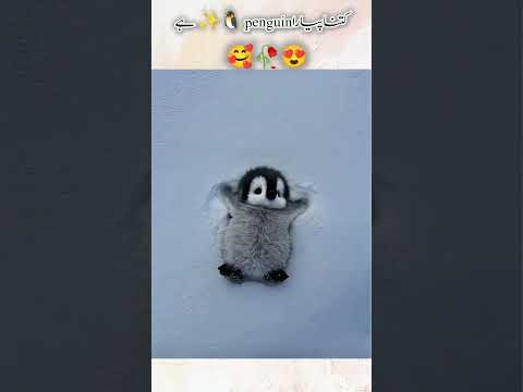 Beautiful penguin 🐧 baby 😘🥀|#penguin #viralreels #viral #instareels #trending #million #fypシ゚viral