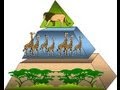 Exploring the Energy Pyramid and Ecosystem Dynamics