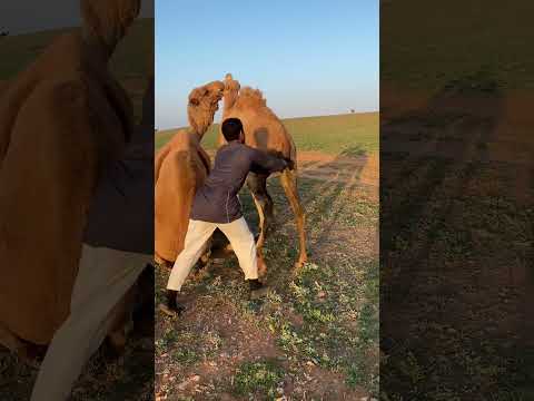 القعود يخرب على الجمل 🐪وهذا فكه منه 😂😂😂😂