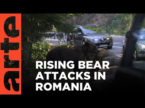 Romania Gets Tough on Its Brown Bear Problem | ARTE.tv Documentary