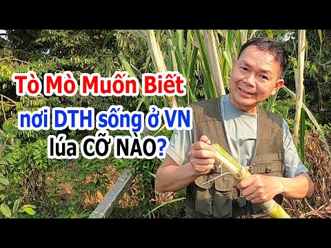 Bạn TÒ MÒ Muốn Biết DTH sống ở quê VN Lúa Như Thế Nào?