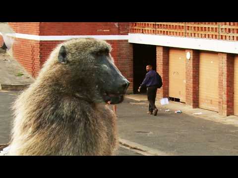 When Baboons Take Over a South African Town (4K Documentary)