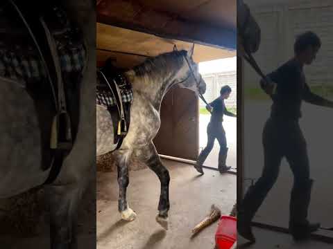 #horse #лошади #лошадь #спорт