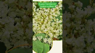 Invasive Arten in Leipzig – Japanischer Staudenknöterich