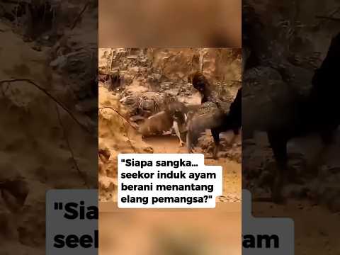 😱Siapa sangka… seekor induk ayam berani menantang elang pemangsa⁉️#faktaunik #animals