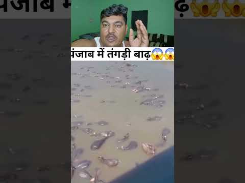 पंजाब में बाढ़😱😱😱 #trending