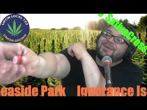 Ignorance Is No Excuse Cannasense Cannabis Cup Council