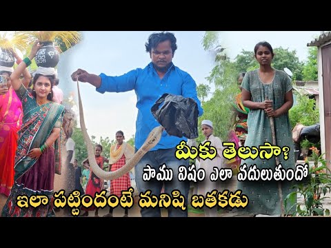 Indian spectacled venomous  cobra snake bigsize rescue gonegandla BC Colony lo {9966333589 WhatsApp