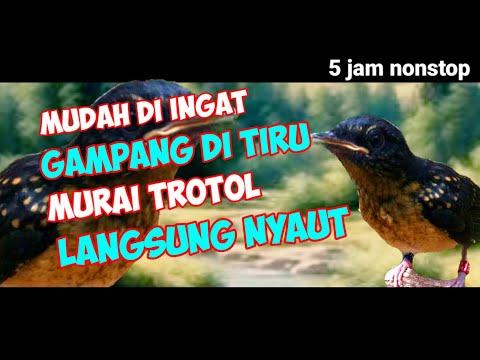 Masteran murai batu trotol full isian, latih agar murai trotol rajin bunyi
