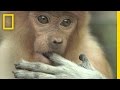 Proboscis Monkeys: Behavior and Conservation