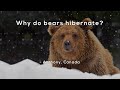Understanding Bear Hibernation