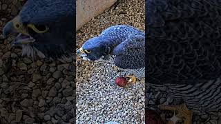 First peregrine falcon egg of the season #shorts