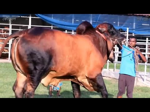 হাইব্রিড গরুর জাত!  ওজন ১ টনের বেশি | Top 5 Biggest Cattle Breeds of the world