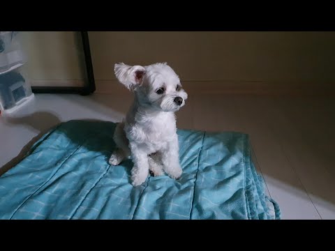 오빠가 군대 간 줄도 모르고 밤새 기다리는 강아지 (감동..)