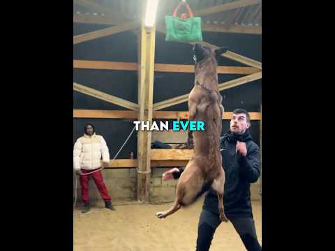 This Dog Achieved a NEW WORLD RECORD 🐕🏆#shorts