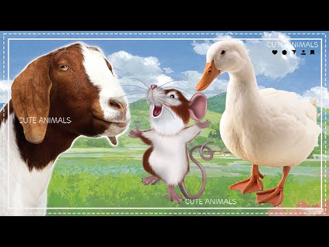 Happy Animal Moments, Familiar Animal Sounds: Goat, Mouse, Duck - Animal Videos