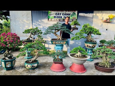 Cây cảnh 23/2 bonsai đẹp Nguyệt Quế, Linh Sam, Mai Chiếu Thủy, Hoa Giấy - vườn Thành Công