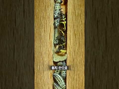 외톨이 말벌의 냉혹한 생존 전략