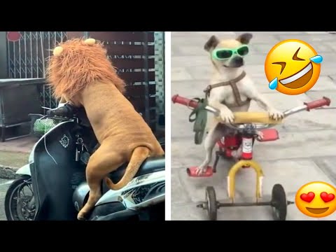 LOS ANIMALES MAS GRACIOSOS DEL MUNDO ESTÁN DE VUELTA 🤣