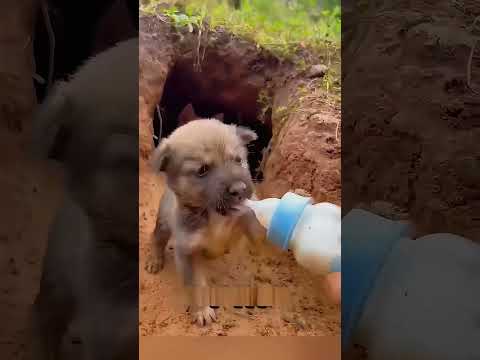 دور الاخ الاكبر في الحياة 🤔🤔 #shortvideo