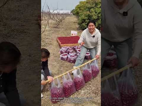 Putting ripe red dates into separate bags.
