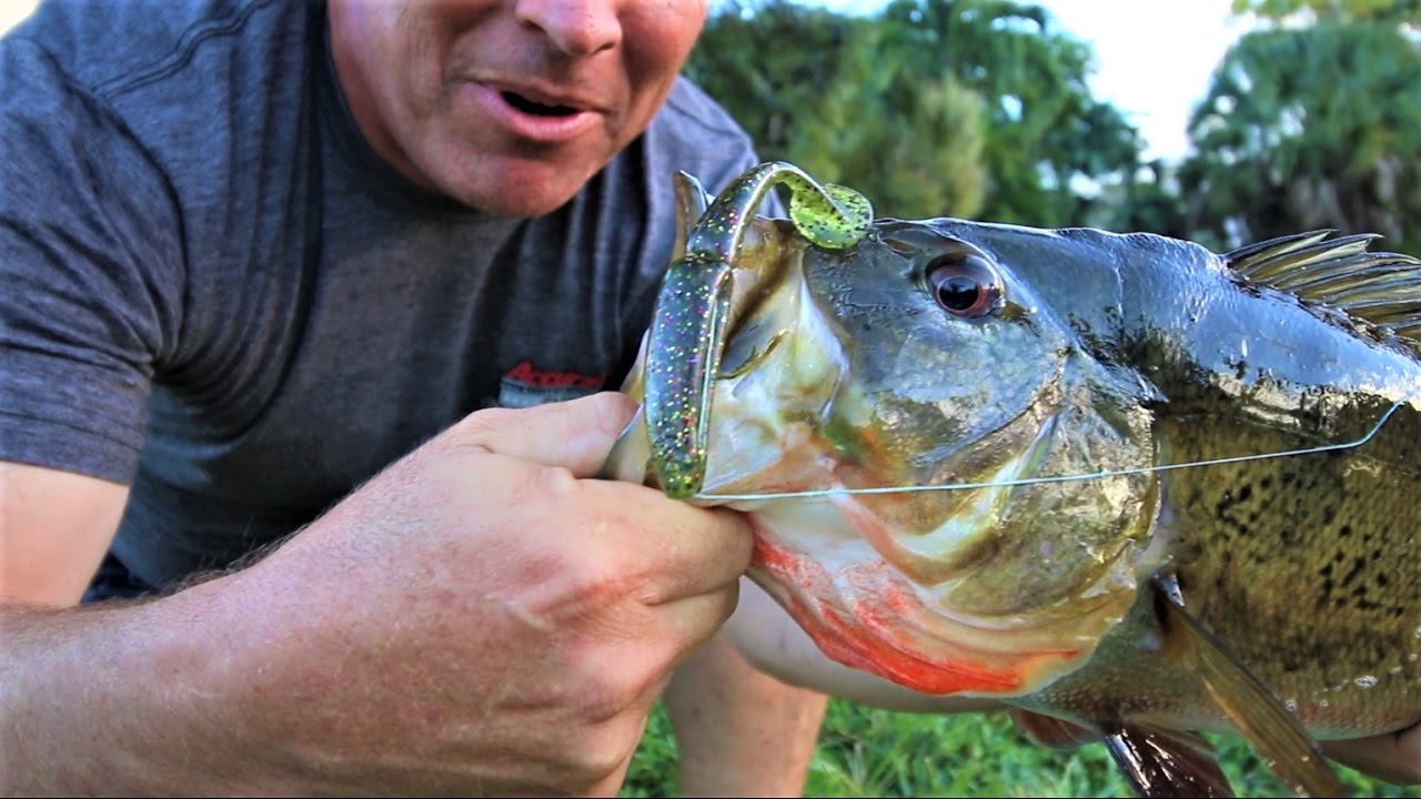 My Biggest, Big Peacock BASS Ever!