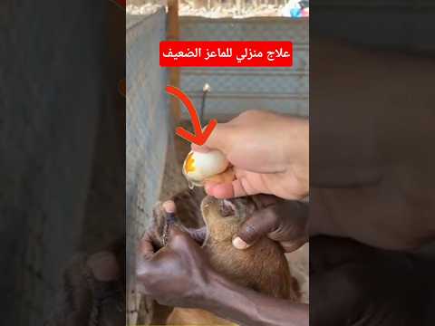 علاج منزلي للماعز الضعيف بالبيض #صحراوي #اكسبلور #الماعز #بيضة #shorts