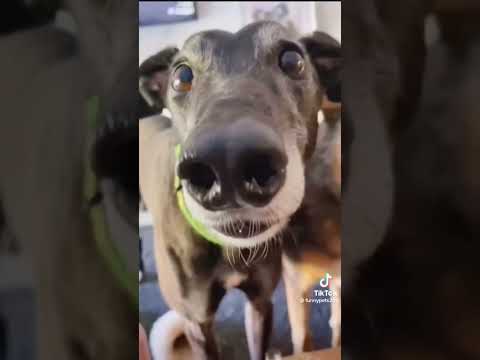 The funniest dog compilation you’ll see this week 🤣 #funny #funnydogs #funnyvideo #cutedogs