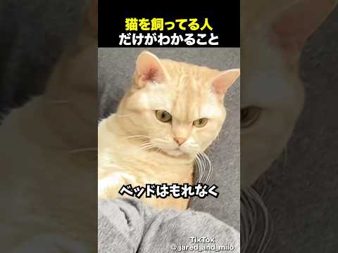猫に飼われてる人だけがわかること🐈