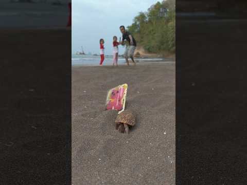 sedang asik main dipantai malah kaget ada kelomang #shorts #kelomang #hermitcrab